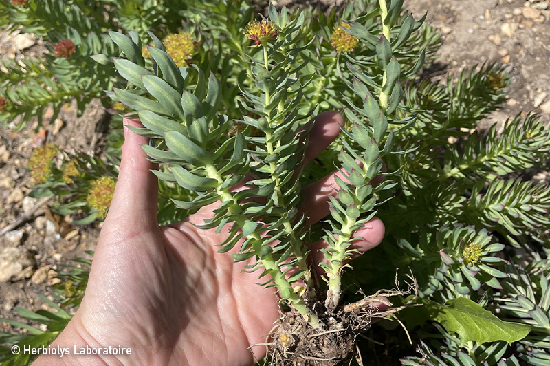 Phytothérapie de rhodiole - Plante fraîche bio - Herbiolys Laboratoire 